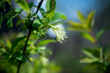 Fototapeta na wymiar Blooming honeysuckle bush in the garden. Selective focus.