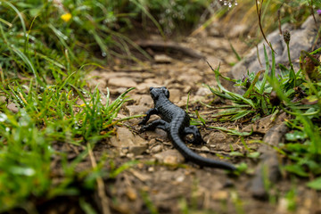 Alpensalamander