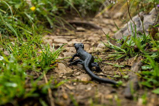 Alpensalamander