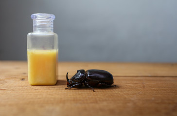 Safe product concept, Rhinoceros beetle and product on Wooden floor, Closeup Rhinoceros beetle on...
