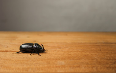 Rhinoceros beetle on Wooden floor, Closeup Rhinoceros beetle on wooden, nature concept