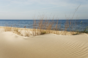 Dzika plaża