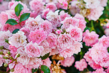 nice roses in the garden
