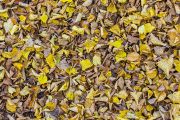Fallen Linden Leaves