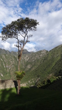 MACHU PICCHU, CUSCO: &Aacute;RBOL SOLITARIO
