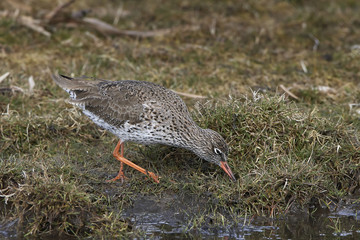 Common redshank (Tringa totanus)