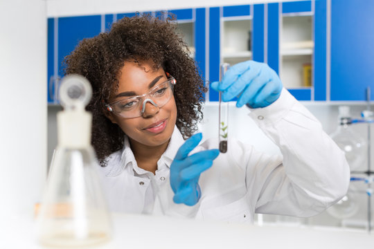 Female Laboratory Scientist Examining Plant Sample In Test Tube, Work In Genetics Lab African American Woman