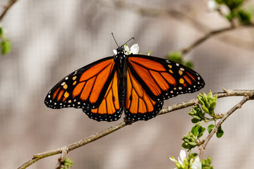 Queen butterfly with wings spread, feeding on the blossom of a desert plant in Phoenix, Arizona.  

