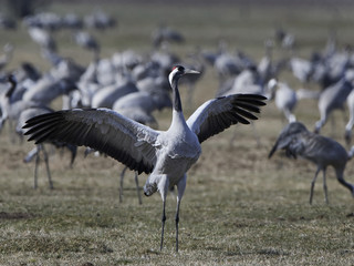 Common crane (Grus grus)