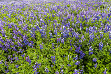 Field Lupine Iceland