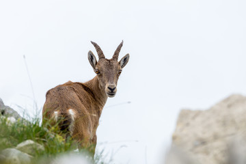 Steinböcke Seeberg Tirol Achenkirch