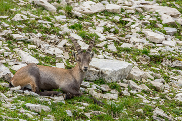 Steinb&ouml;cke Seeberg Tirol Achenkirch