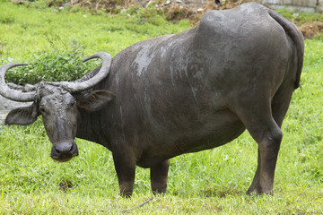 Philippine water buffalo