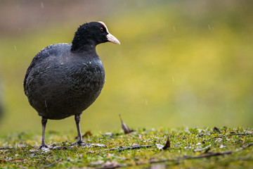 Blässhuhn