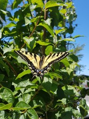 Swallowtail butterfly on mockorange
