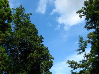 森から見える空 