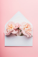 Opened envelope with Peonies flowers arrangements  on pink background, top view. Festive greeting concept
