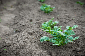 Potato plant in the garden