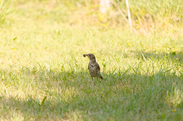 young bird in garden in summer searching for worms, Turdus merula in garden, Hungary, bird with full of worms