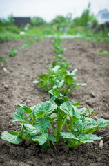Potato plant in the garden