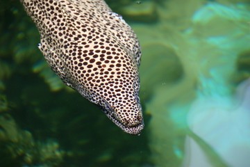 fish