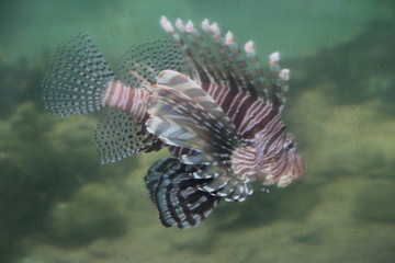 fish