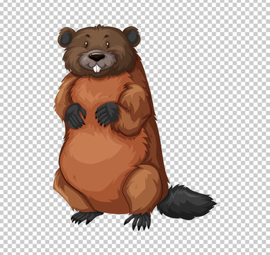 Beaver on transparent background