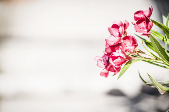 Floral border with red flowers. Oleander flowers at light wooden background