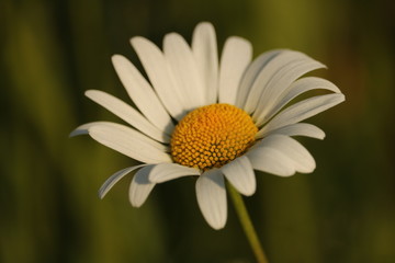 Fototapeta premium oxeye daisy