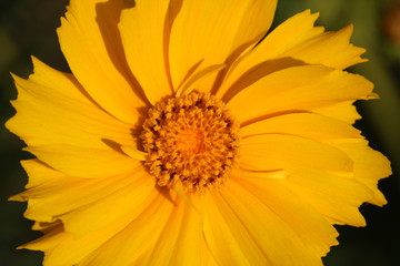 oxeye daisy