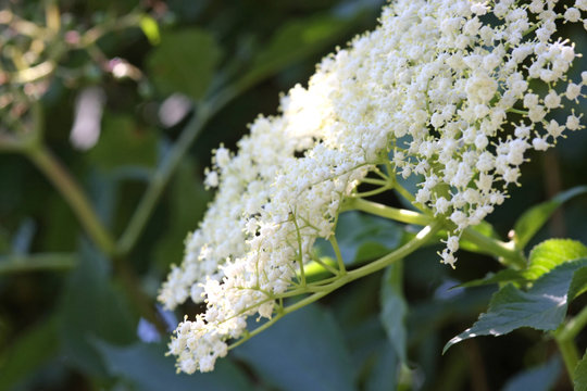 weisse hollunderbl&uuml;te vor gr&uuml;nem hintergrund