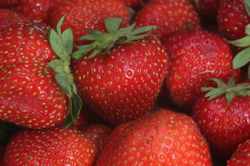 reife erdbeeren in nahaufnahme