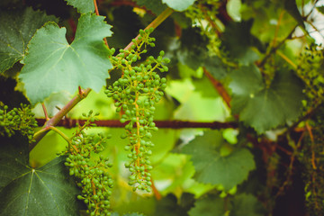 Green young grapes grow in the country