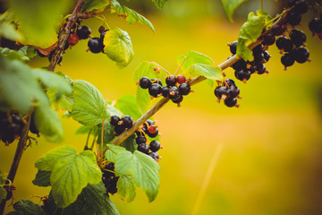 Berry black currant in garden 