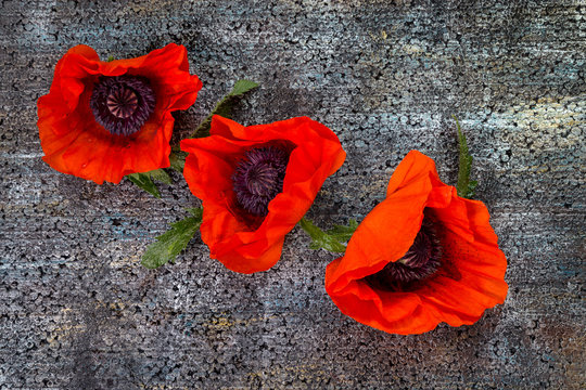 Picture with poppies
