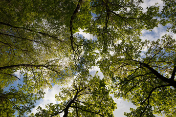 A view from below of some tall trees in spring against a blue sky