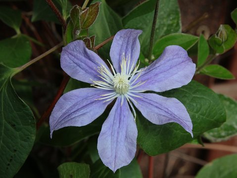 lila flower of clematis plant 