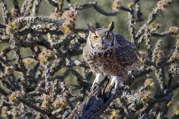 Great Horned Owl