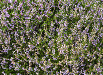 Flowering Heather