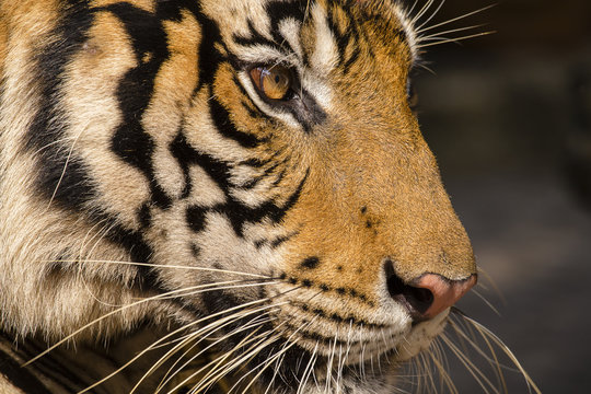 Close-up detail portrait of tiger. Thailand