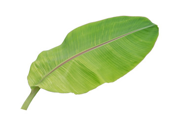 Fototapeta premium banana leaf isolated on white background, File contains a clipping path.