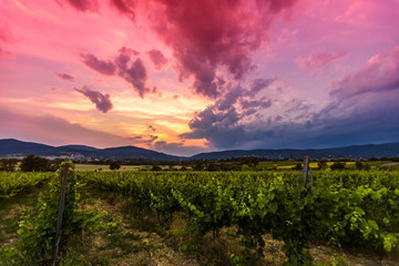 sunset above green vineyards landscape 