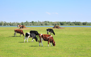 Cows graze in the meadow.