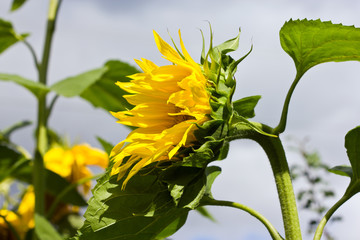 sunflower blooming in the field in summer