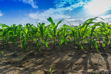 Green corn field in agricultural garden and blue sky with clouds