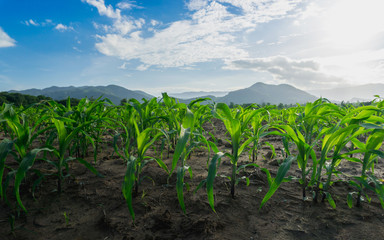 Green corn field in agricultural garden beside mountain
