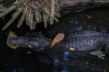 Krokodil im Wasser