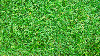 Green grass natural background texture.