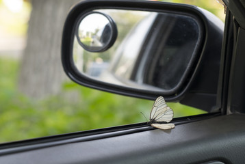 butterfly on the door at the mirror in the car