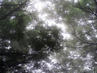 Green branches of trees in thick fog, mystical landscape, mist condition in the rain forest